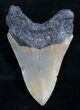 Megalodon Tooth From North Carolina #10446-2